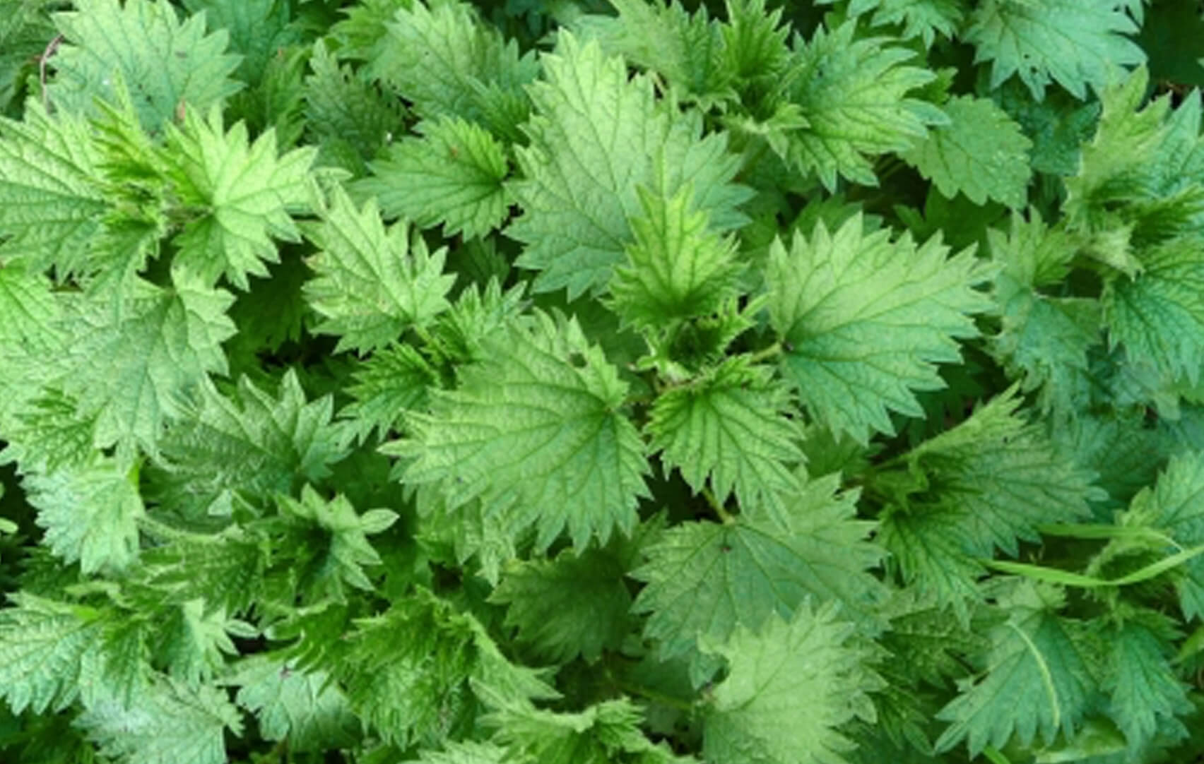 Plant Medicine Herbal Allies Nettle