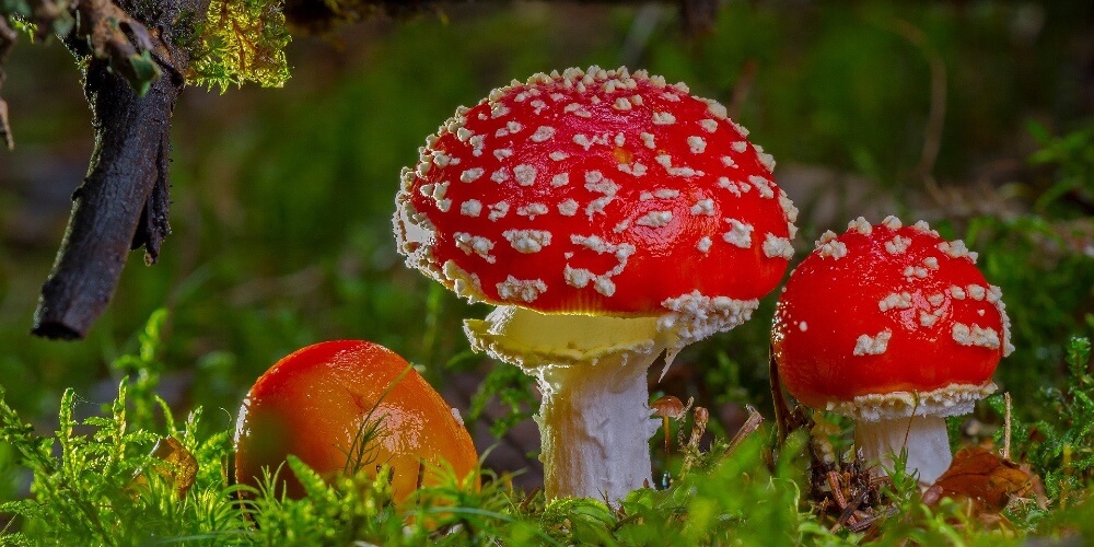 Fly Agaric