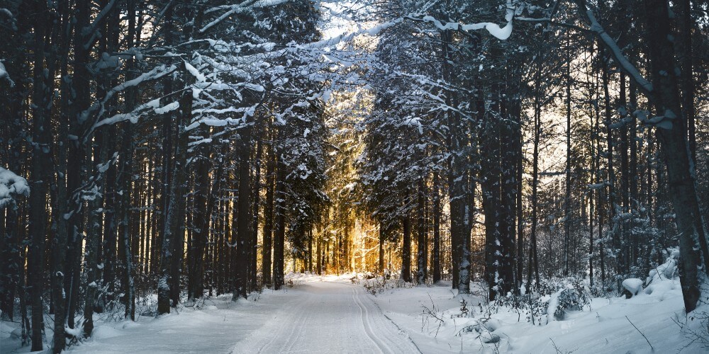 Winter Tree Scene